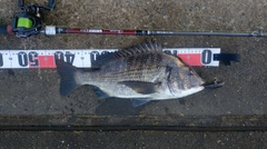 チヌの釣果