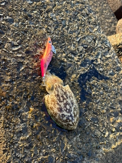 コウイカの釣果