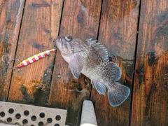 マゾイの釣果