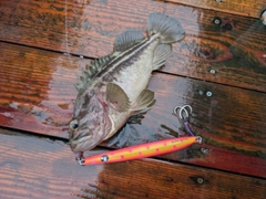 シマゾイの釣果