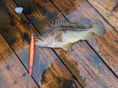 シマゾイの釣果