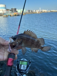 メバルの釣果