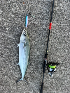 サゴシの釣果