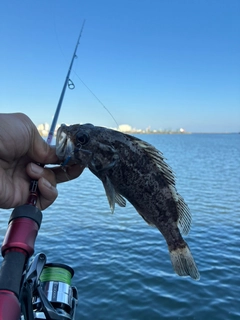 クロソイの釣果
