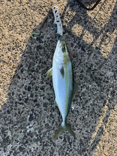 ヤズの釣果