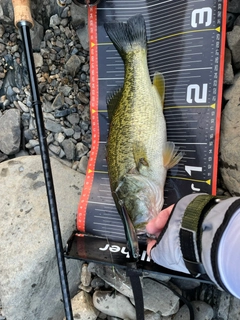 ラージマウスバスの釣果