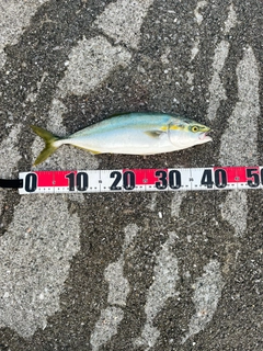 ヤズの釣果