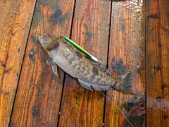 アイナメの釣果