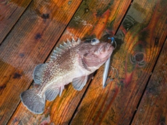 マゾイの釣果