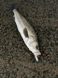 スズキの釣果