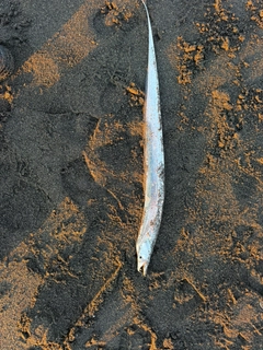 タチウオの釣果