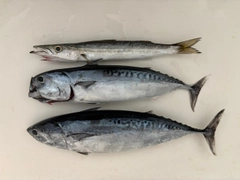ソウダガツオの釣果