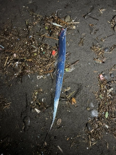 タチウオの釣果