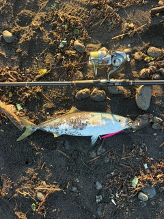 イナダの釣果