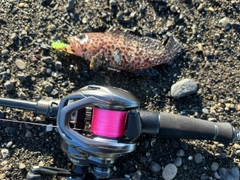 オオモンハタの釣果