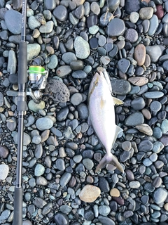ショゴの釣果