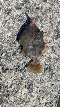 カワハギの釣果