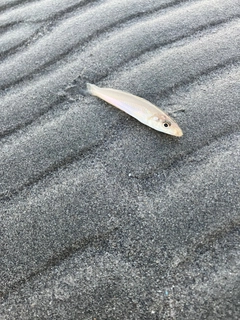 シロギスの釣果