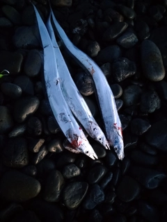タチウオの釣果