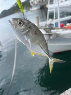 ギンガメアジの釣果