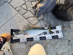 メジロの釣果