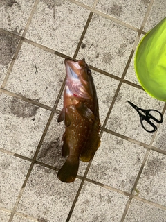 アコウの釣果
