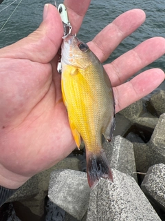 オキフエダイの釣果