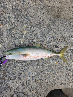 ハマチの釣果