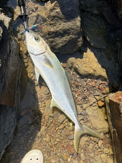 ヒラスの釣果
