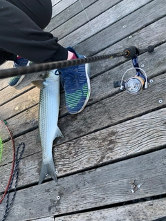 ボラの釣果