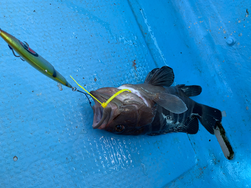 マハタの釣果