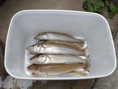 キスの釣果