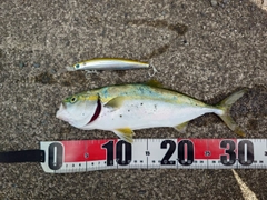 ツバスの釣果