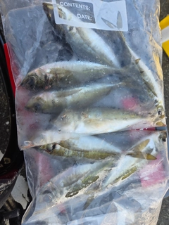 マアジの釣果