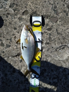 カンパチの釣果