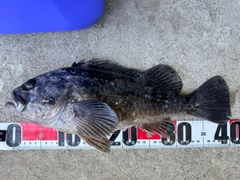 クロソイの釣果