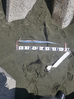 タチウオの釣果