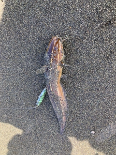 ゴンズイの釣果