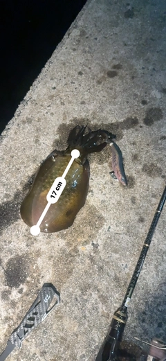 アオリイカの釣果