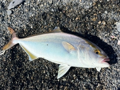 ショゴの釣果