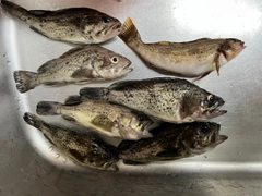 アブラコの釣果