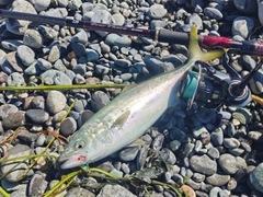 ワカシの釣果
