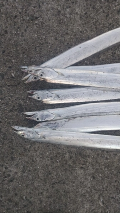タチウオの釣果