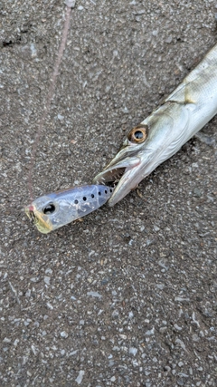 オニカマスの釣果