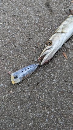 オニカマスの釣果
