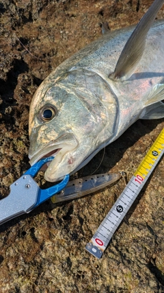 オニヒラアジの釣果