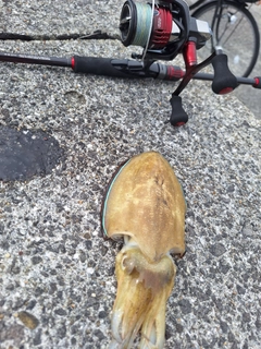 モンゴウイカの釣果