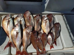 マダイの釣果