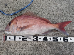 マダイの釣果