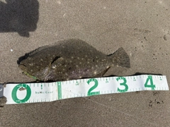 ヒラメの釣果